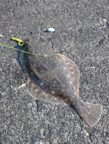 イシガレイの釣果