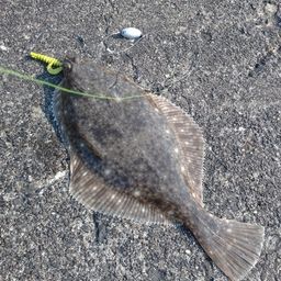 イシガレイ