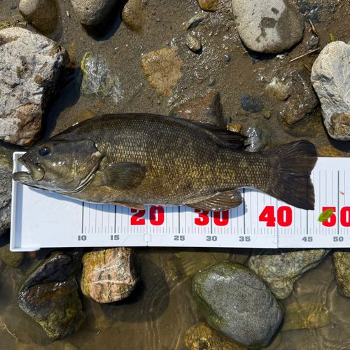 スモールマウスバスの釣果