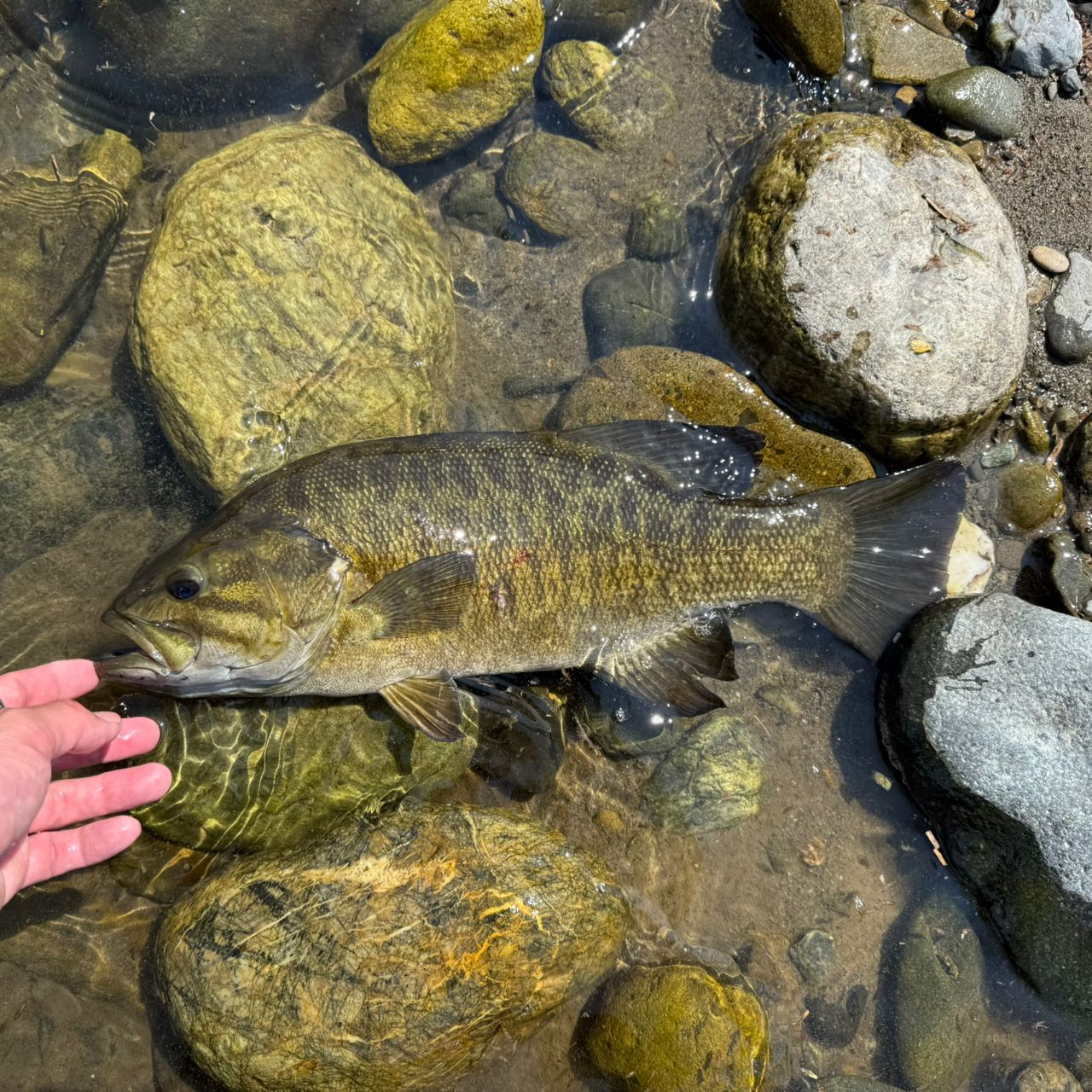 スモールマウスバス