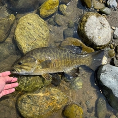 スモールマウスバスの釣果