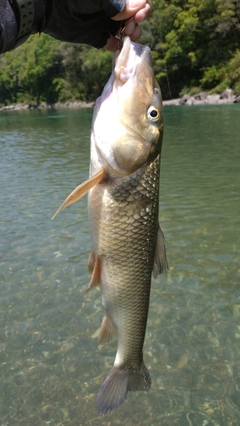 ニゴイの釣果