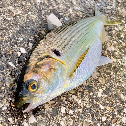 コノシロの釣果