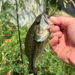 ラージマウスバス