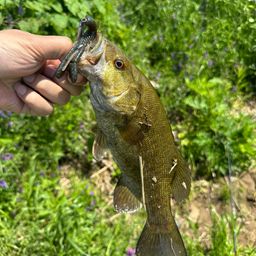 スモールマウスバス