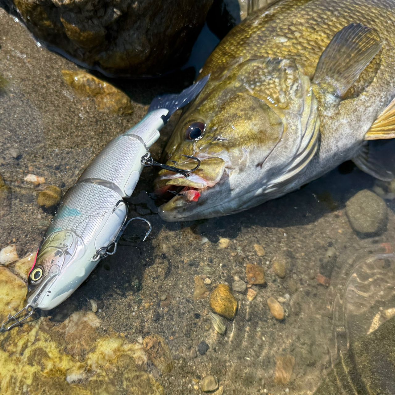 シマノ ディスラプション BIG BAIT C610 XX SHIMANO 23ディスラプション BIG BAIT C610-XXの最安値