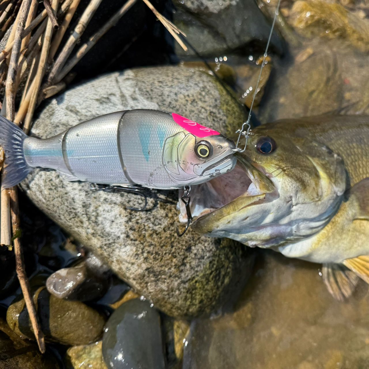 シマノ ディスラプション BIG BAIT C610 XX シマノ バスロッド ディスラプション BIG BAIT C610-XX(ベイト