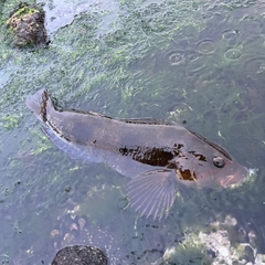 アイナメの釣果