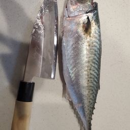 マサバ