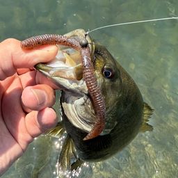 スモールマウスバス