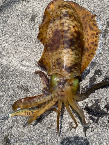 アオリイカの釣果