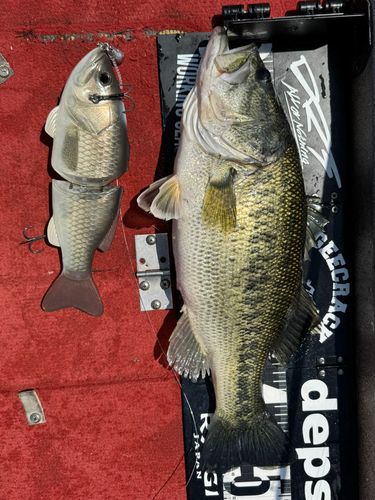 ブラックバスの釣果