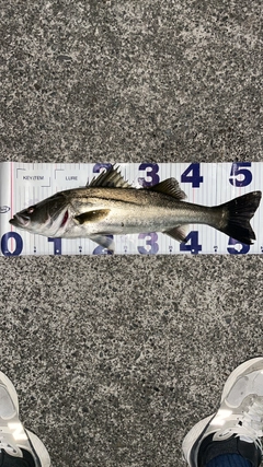 シーバスの釣果
