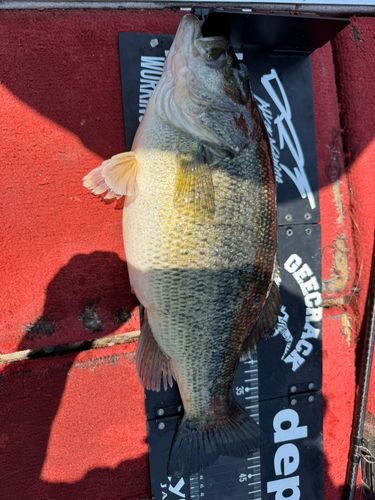 ブラックバスの釣果