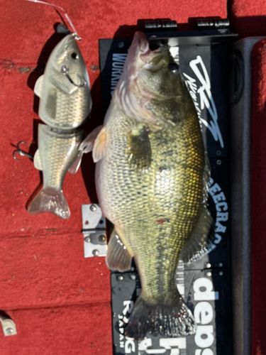 ブラックバスの釣果