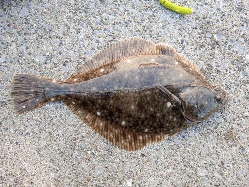 イシガレイの釣果