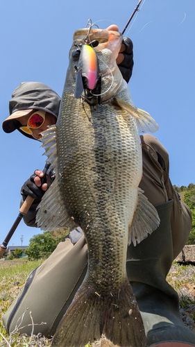 ブラックバスの釣果