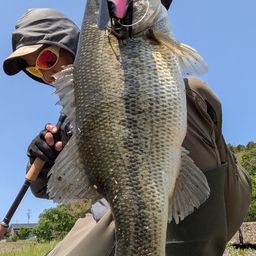 ブラックバス
