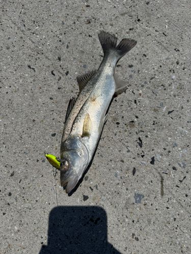 セイゴ（ヒラスズキ）の釣果