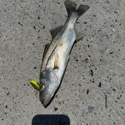 セイゴ（ヒラスズキ）