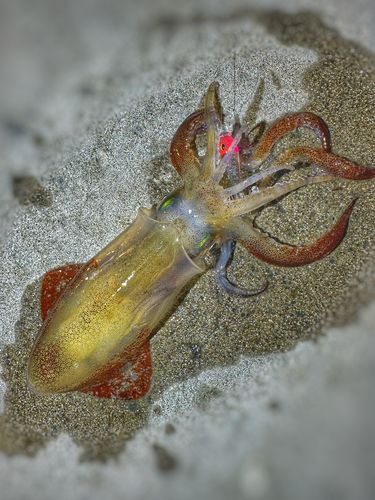 ヒイカの釣果