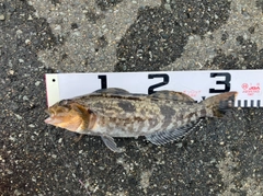 アイナメの釣果