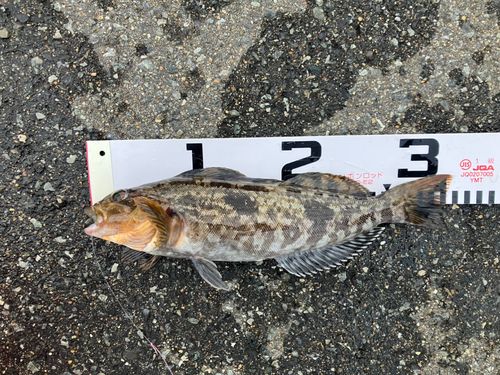 アイナメの釣果