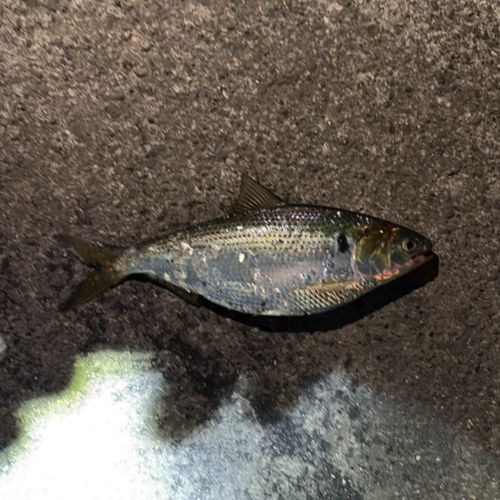 コノシロ