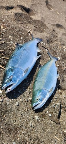 サクラマスの釣果