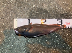 ドンコの釣果