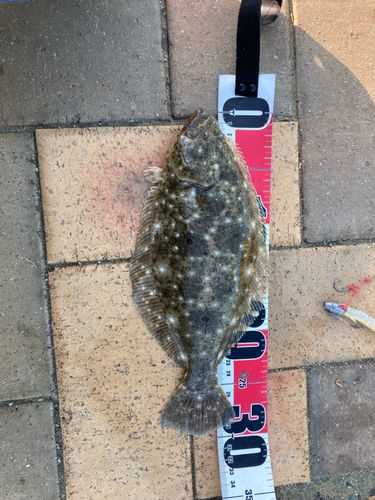 ソゲの釣果