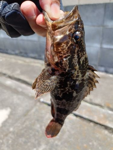 タケノコメバルの釣果