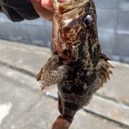 タケノコメバル