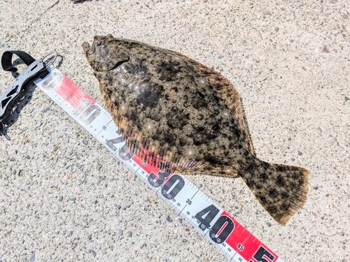 ヒラメの釣果
