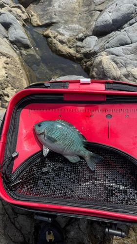 オナガグレの釣果