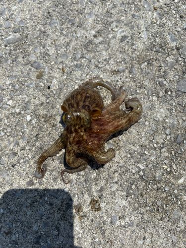 マダコの釣果