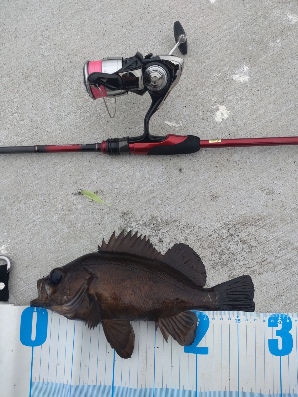DAIWA 20月下美人 メバルモデル 76L-Tの最安値・インプレ・釣果