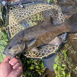 スモールマウスバス