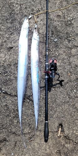 タチウオの釣果