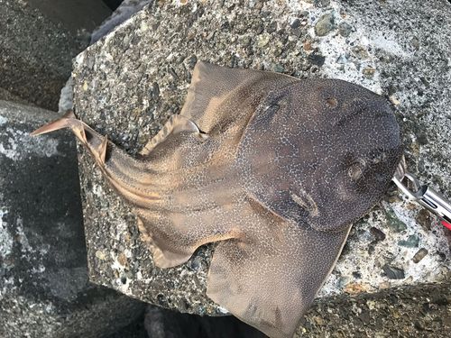 カスザメの釣果