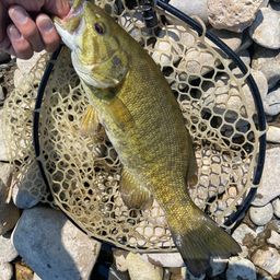 スモールマウスバス