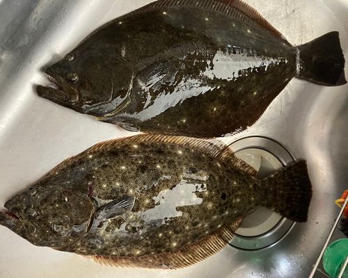 ヒラメの釣果