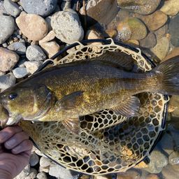 スモールマウスバス