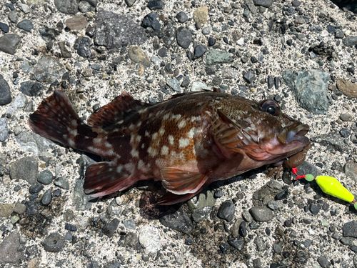 カサゴの釣果