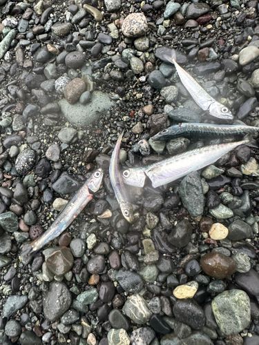 サバの釣果