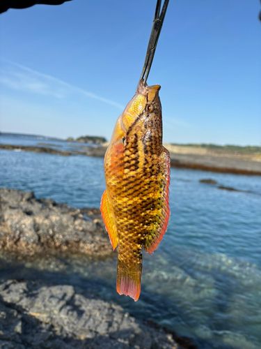 ベラの釣果