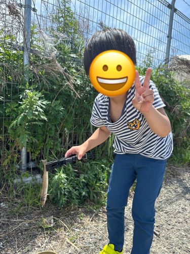 シロギスの釣果