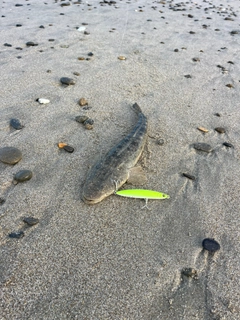 マゴチの釣果
