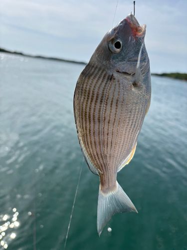 キビレの釣果