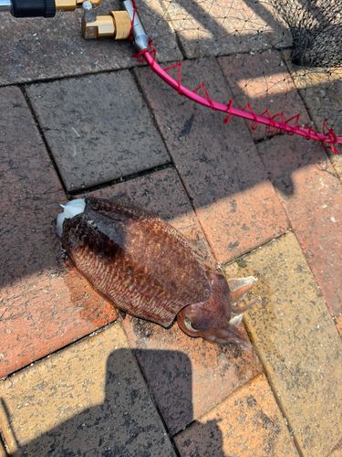 マツバイカの釣果